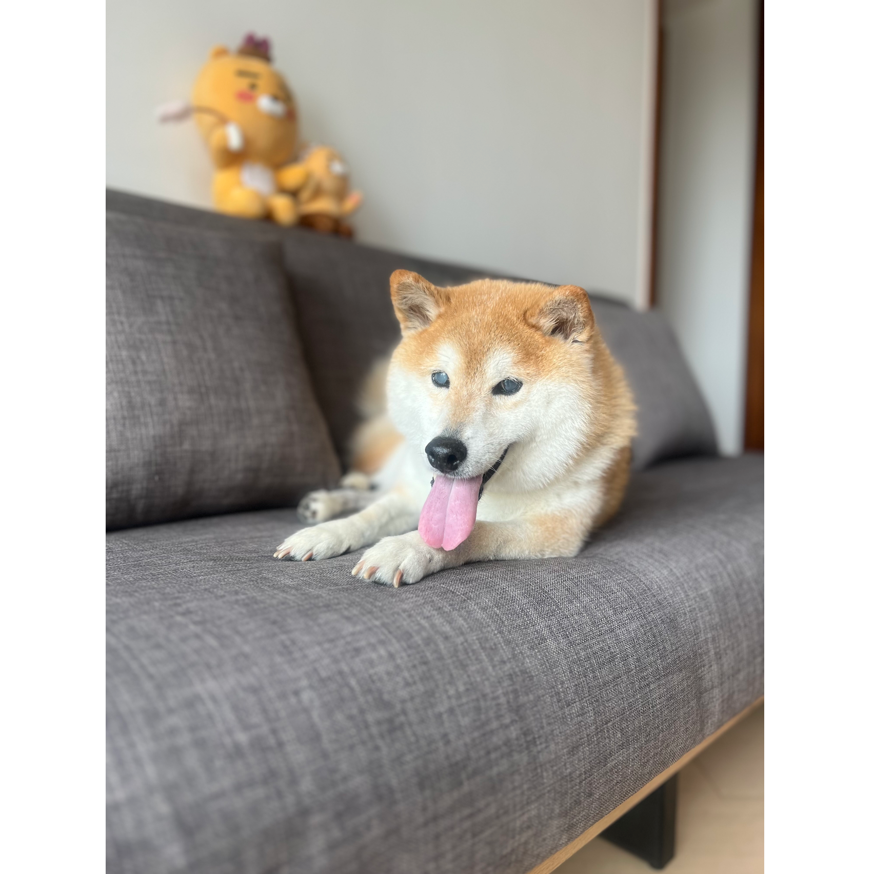 元朗:日本沙發床床配上日籍主子