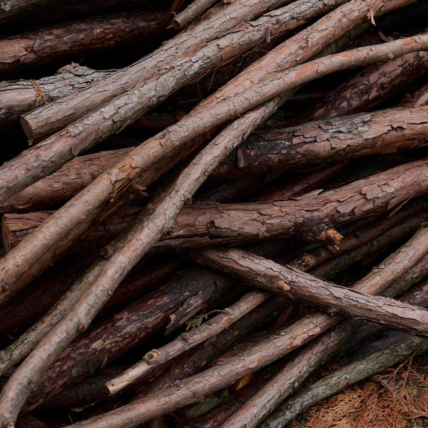 © 2024 Tokyo Chainsaws Co., Ltd