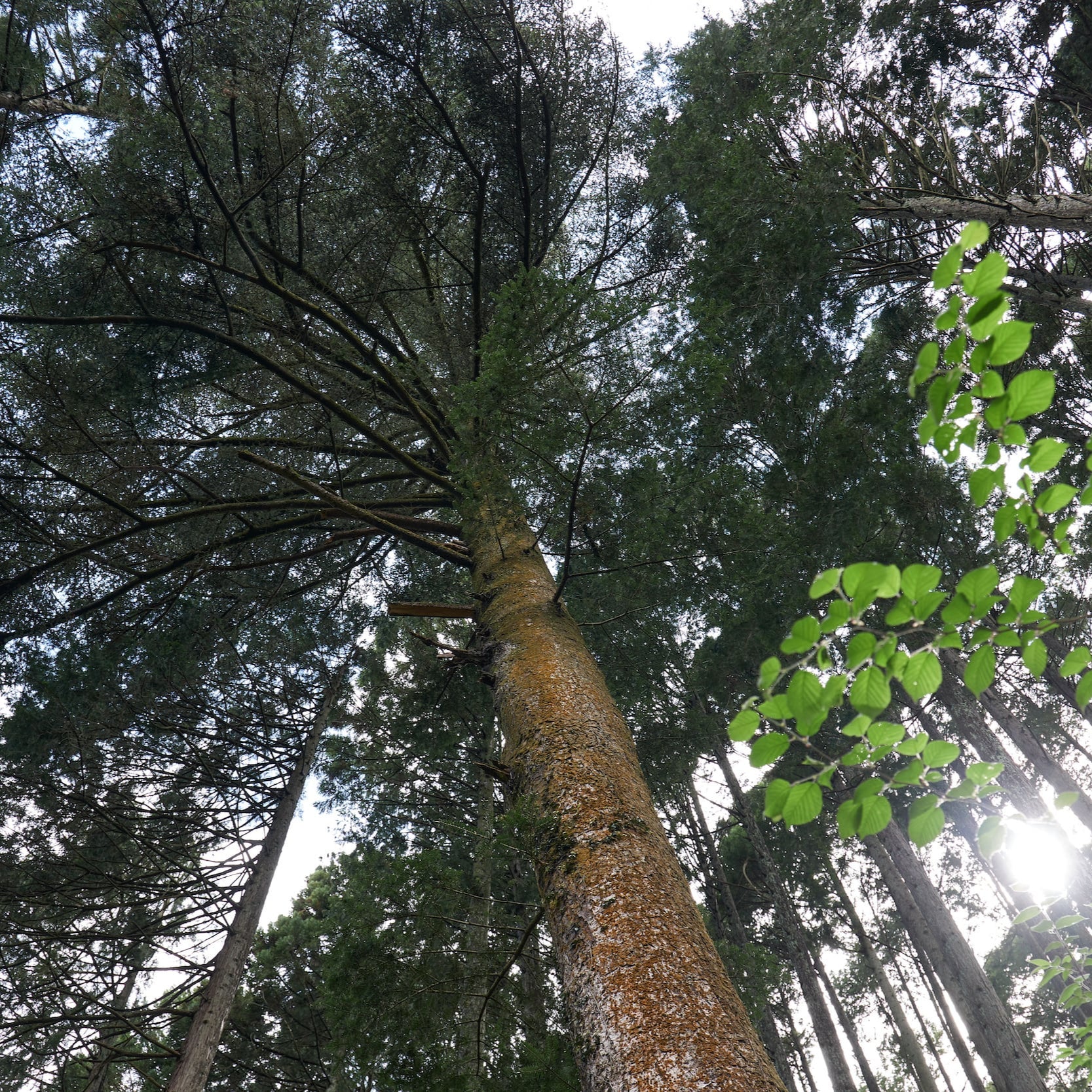 © 2024 Tokyo Chainsaws Co., Ltd