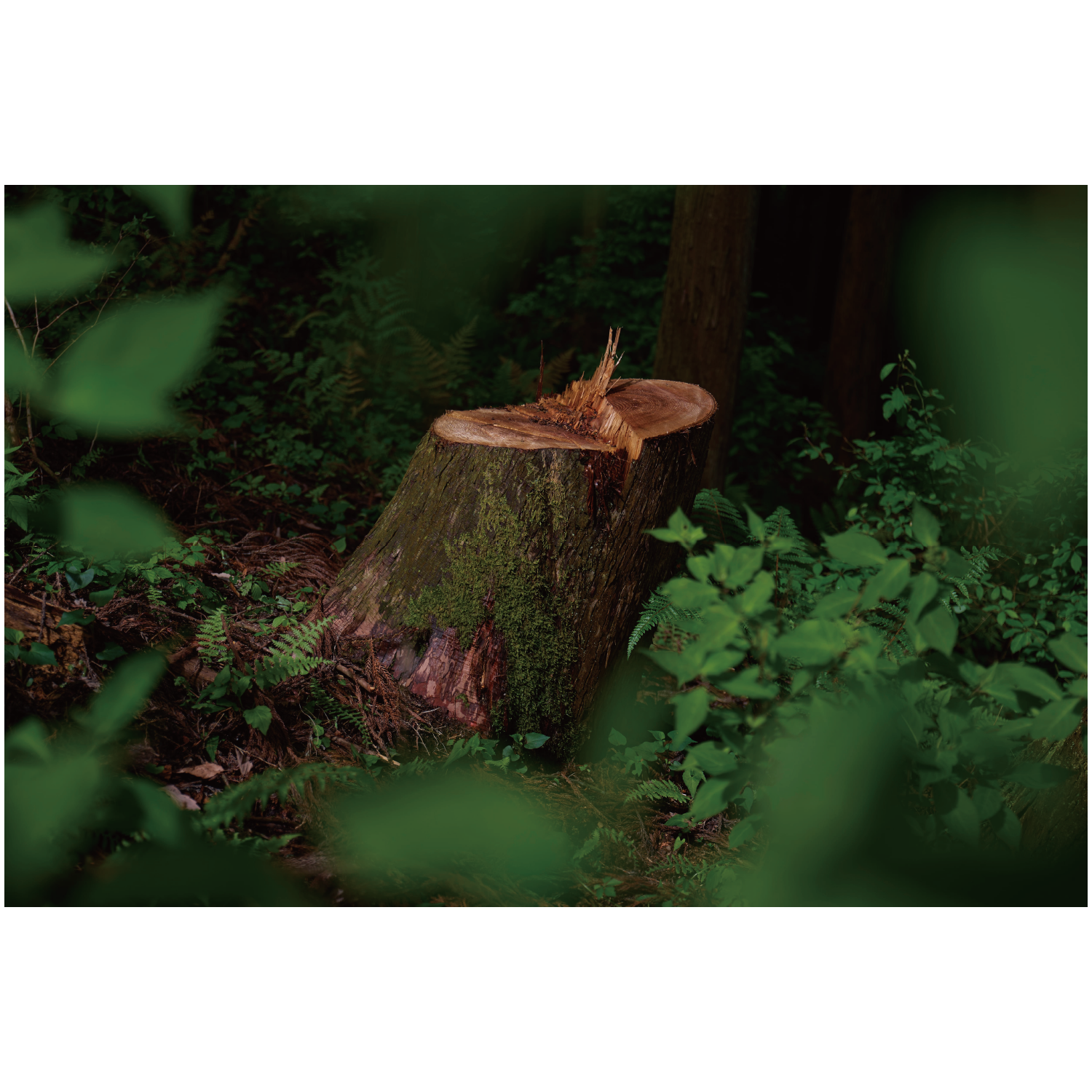 © 2024 Tokyo Chainsaws Co., Ltd