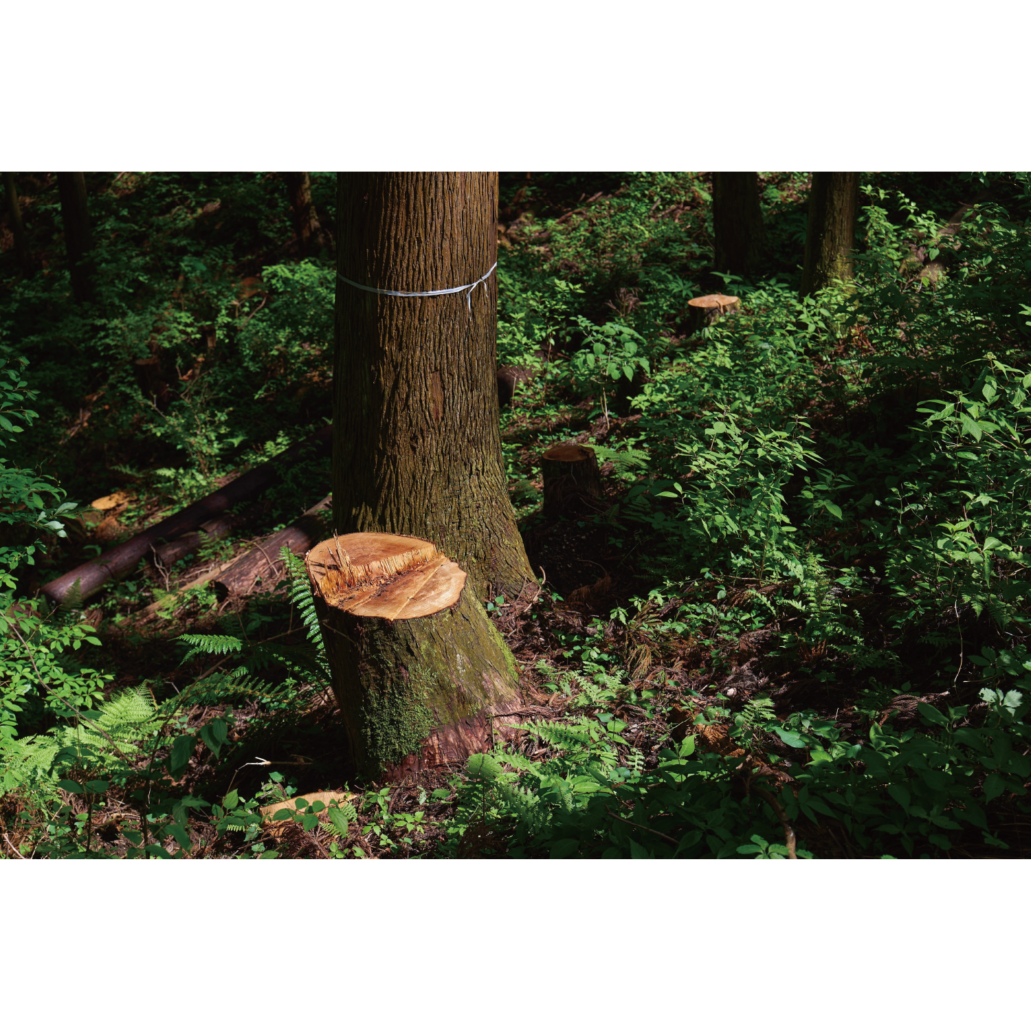 © 2024 Tokyo Chainsaws Co., Ltd