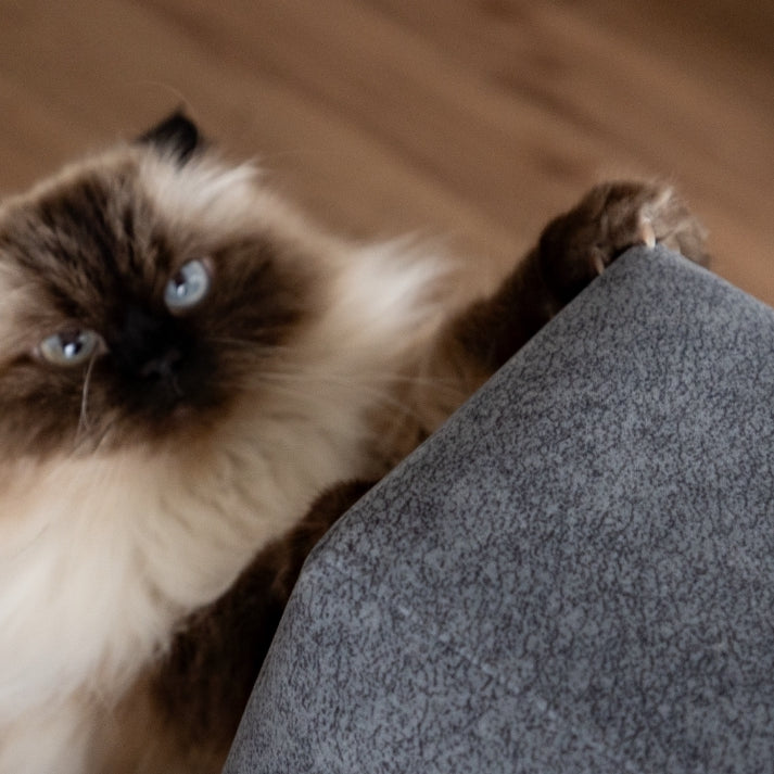 2-seater short / Group 5 / HZ series/ Gray